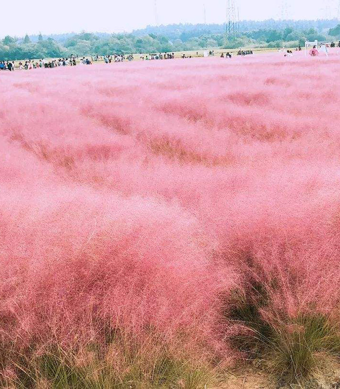 粉黛亂子草