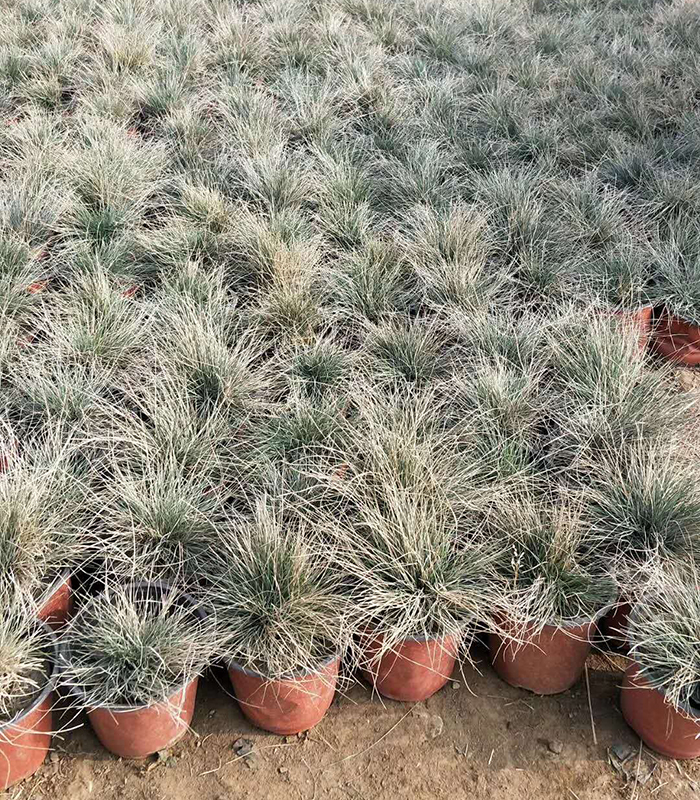 細葉芒