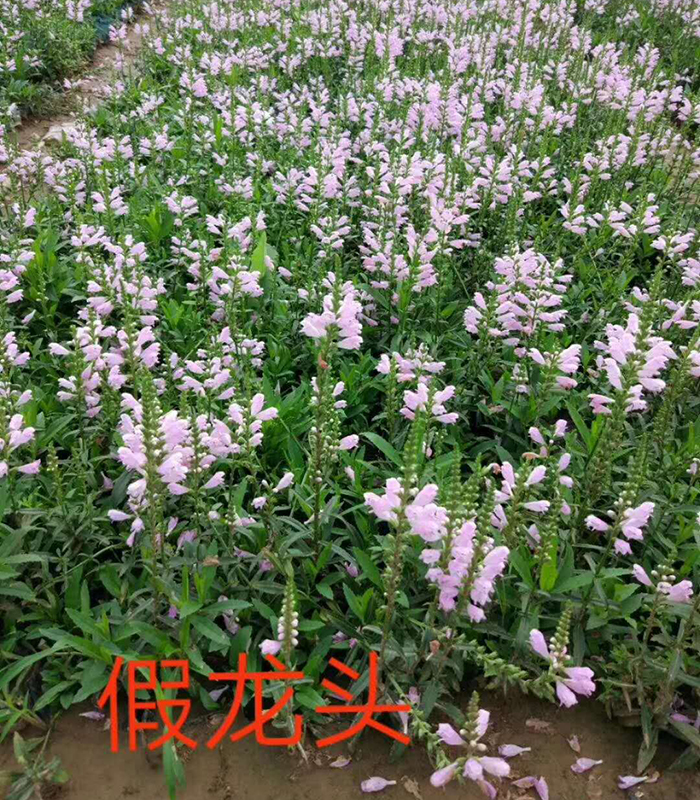 假龍頭