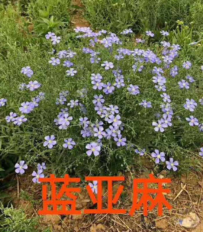 蘭亞麻
