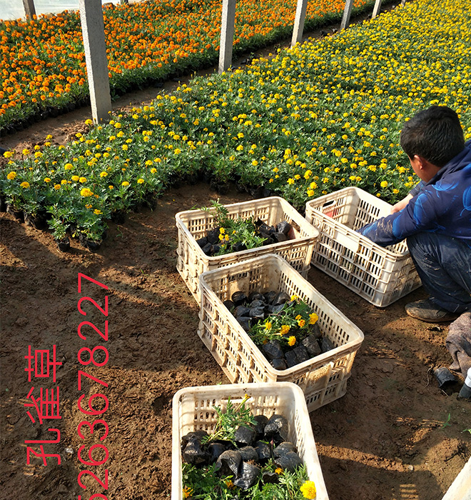 孔雀草