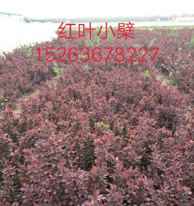 紅葉小蘖