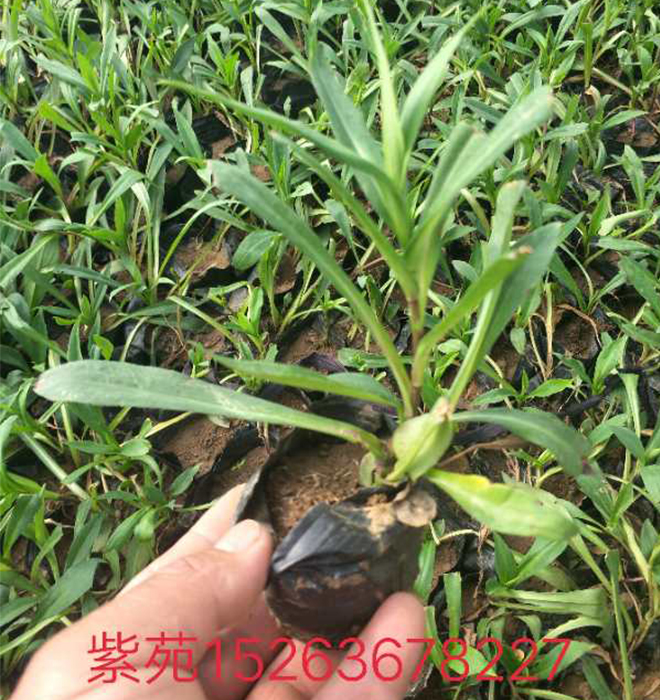紫苑