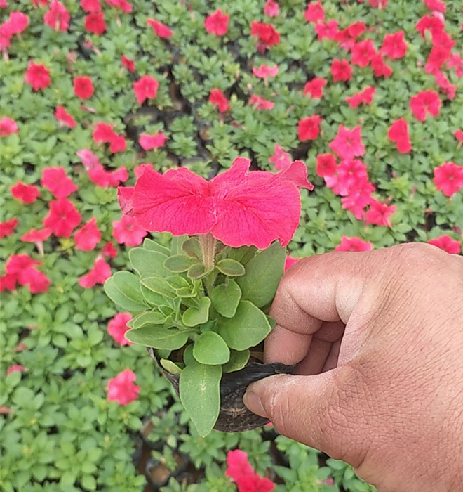 矮牽牛