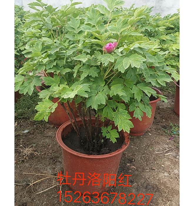 洛陽紅