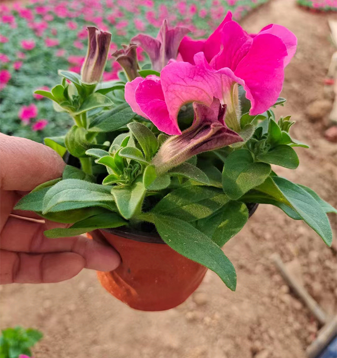 牽牛花