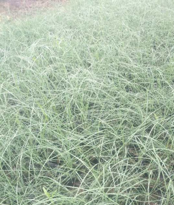 粉黛亂子草
