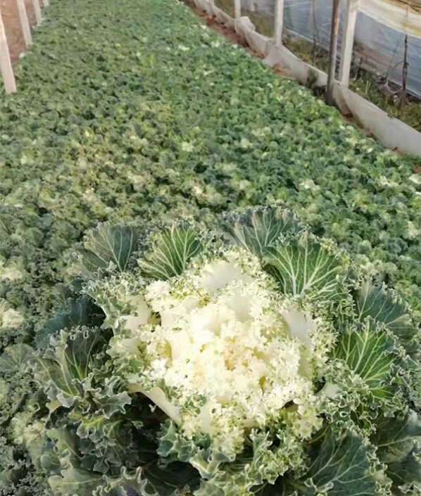 羽衣甘藍