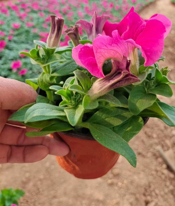 牽牛花